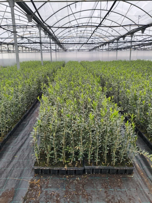 Olivo Arbequina con hojas y fruto para plantación