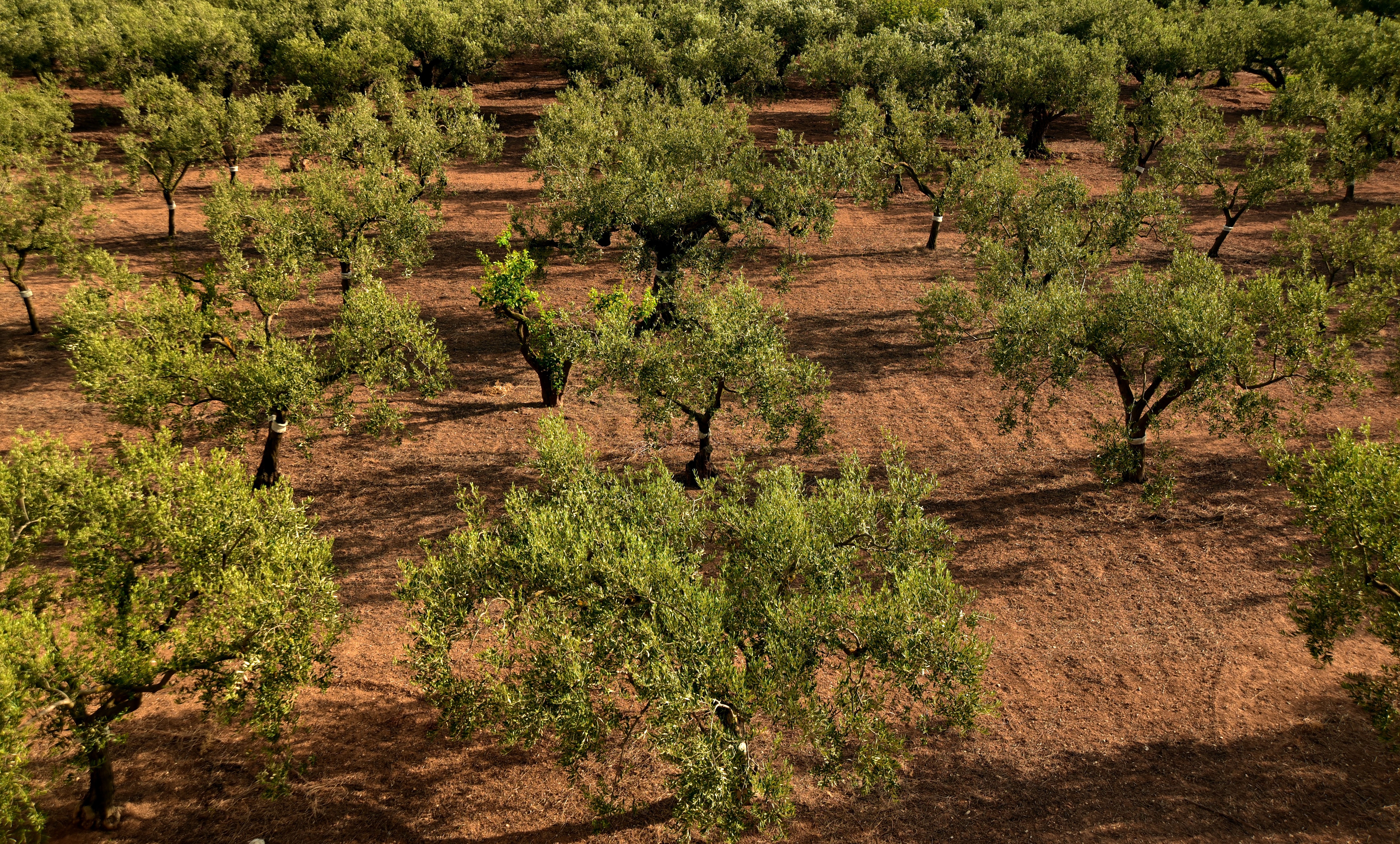 Plantación de olivos en secano