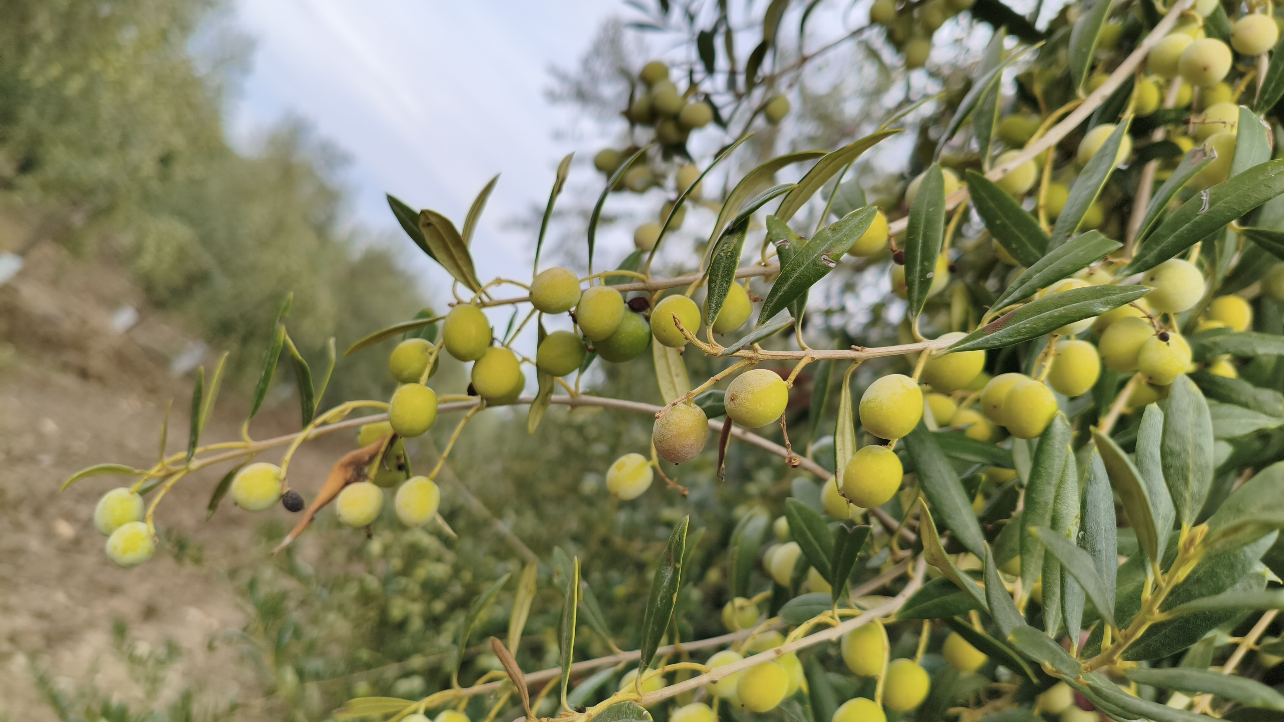 Olivo Arbequina