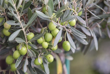 Plantones de olivo Hojiblanca